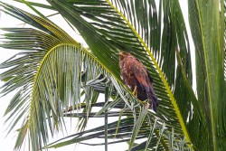 Savanna Hawk (Buteogallus meridionalis)